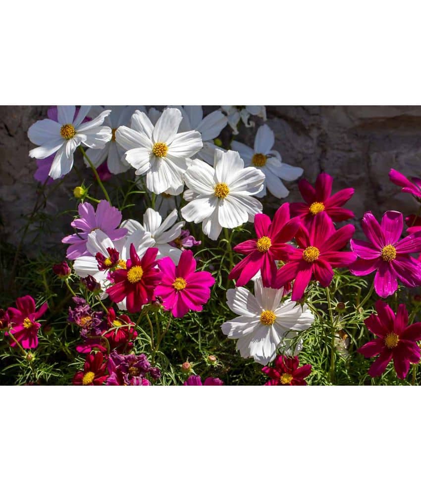 homeagro - Cosmos Mixed Flower ( 20 Seeds )
