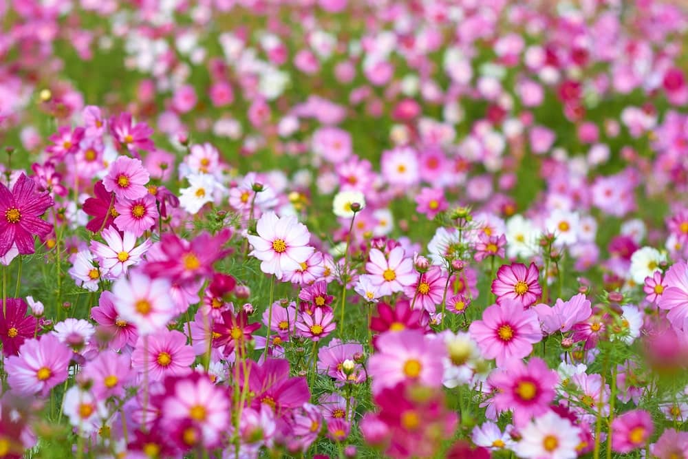 homeagro - Cosmos Mixed Flower ( 20 Seeds )