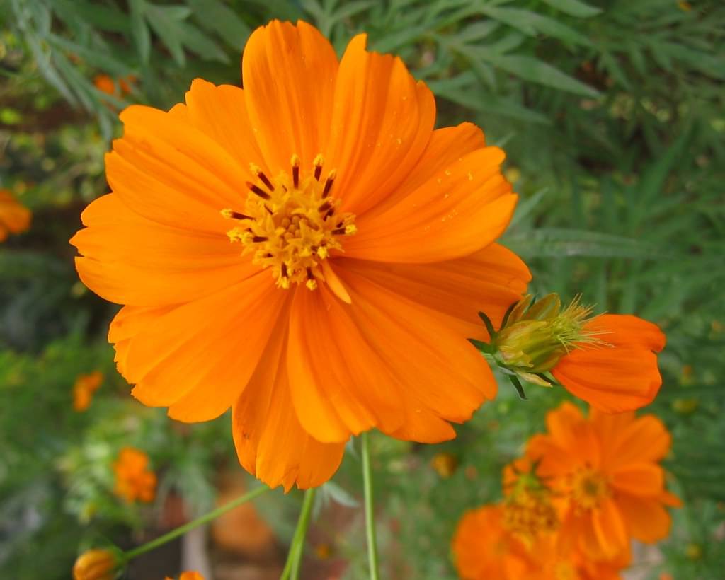     			homeagro - Cosmos Mixed Flower ( 20 Seeds )