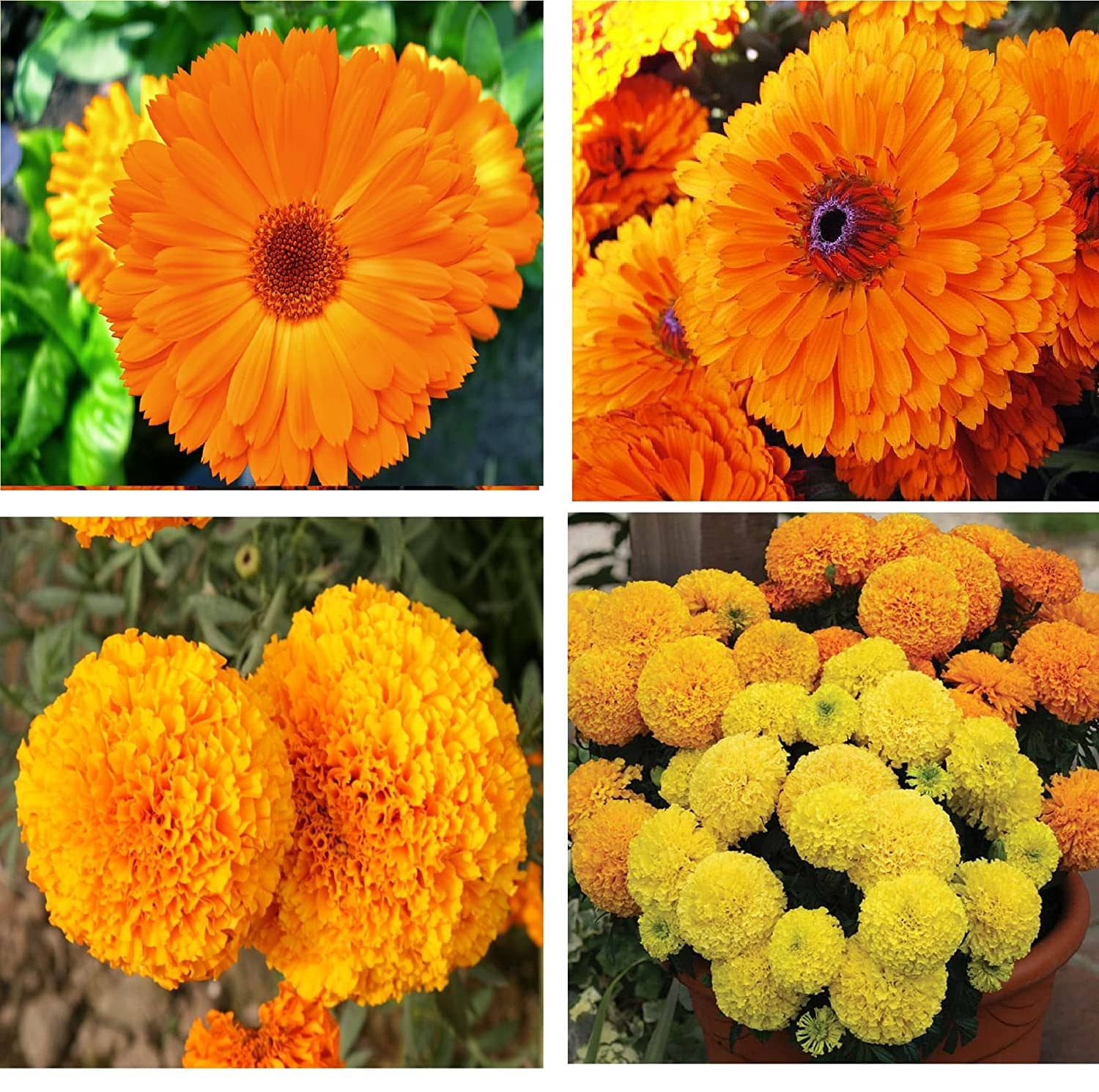 homeagro - Marigold Flower ( 50 Seeds )