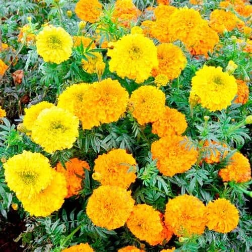 homeagro - Marigold Flower ( 50 Seeds )