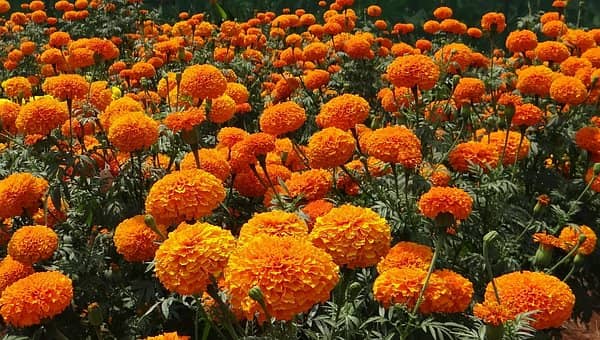 homeagro - Marigold Flower ( 50 Seeds )