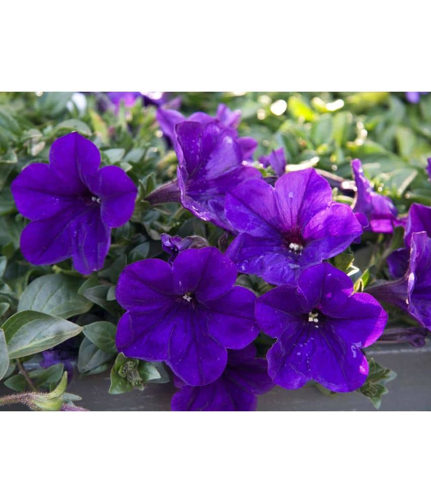homeagro - Petunia Mixed Flower ( 50 Seeds )