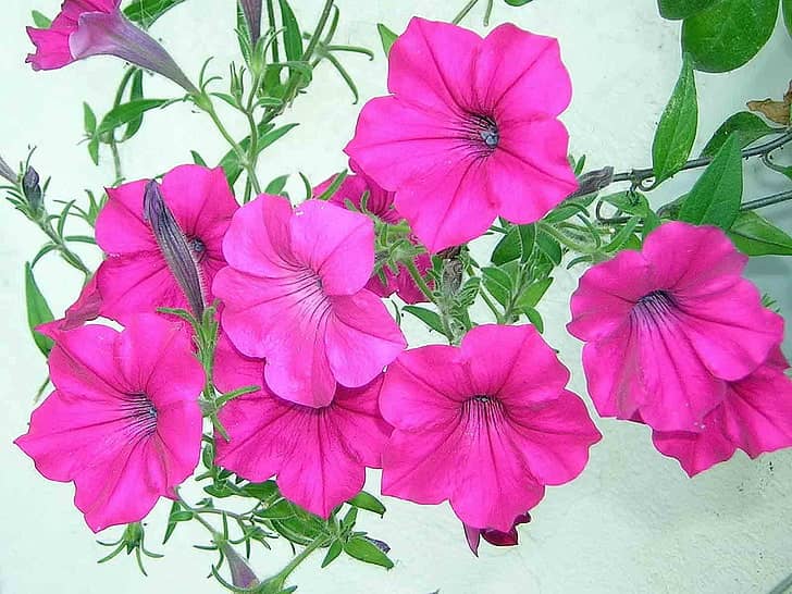 homeagro - Petunia Mixed Flower ( 50 Seeds )