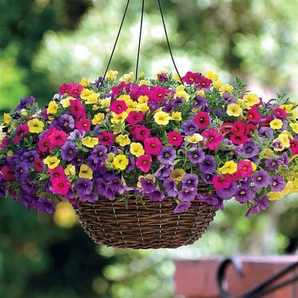 homeagro - Petunia Mixed Flower ( 50 Seeds )