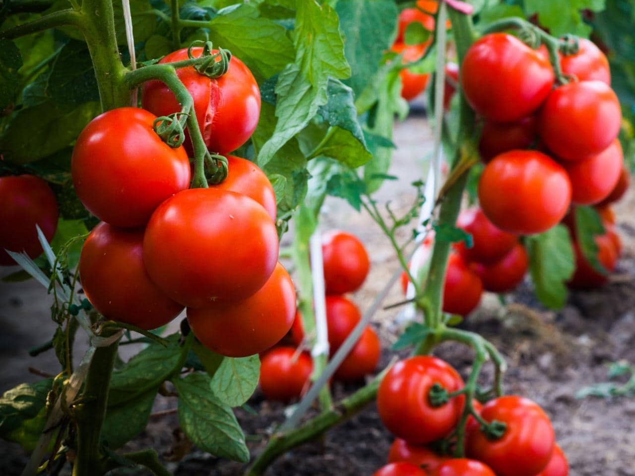 homeagro - Tomato Vegetable ( 100 Seeds )