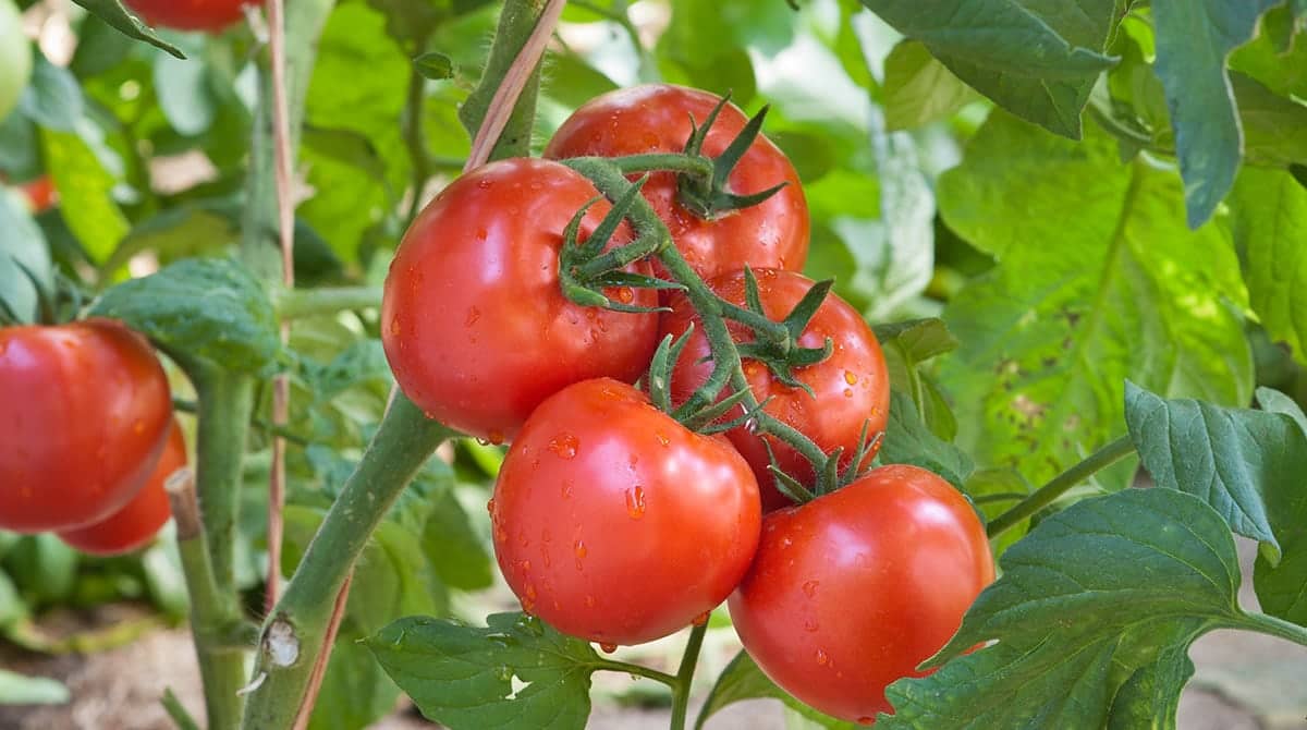 homeagro - Tomato Vegetable ( 100 Seeds )