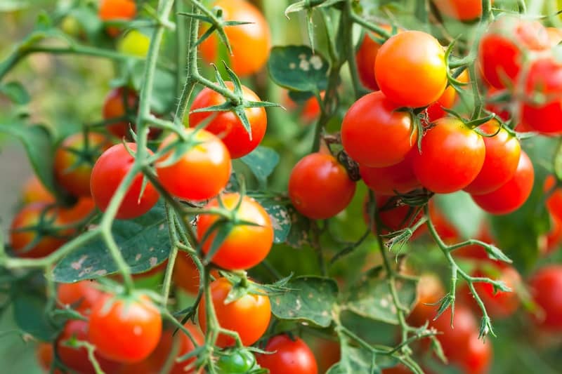 homeagro - Tomato Vegetable ( 100 Seeds )
