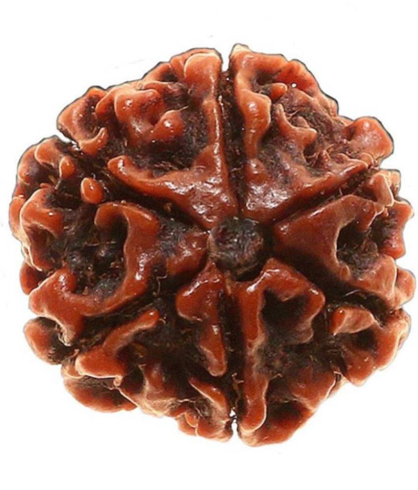     			DvR ClicK - 6 Mukhi Rudraksha Bead ( Pack of 1 )
