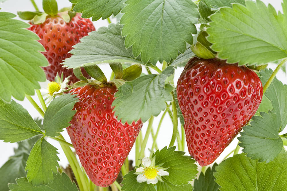     			zello - Strawberry Fruit ( 20 Seeds )