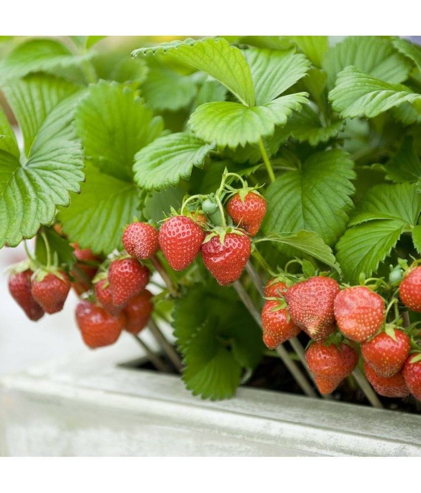     			zello - Strawberry Fruit ( 20 Seeds )