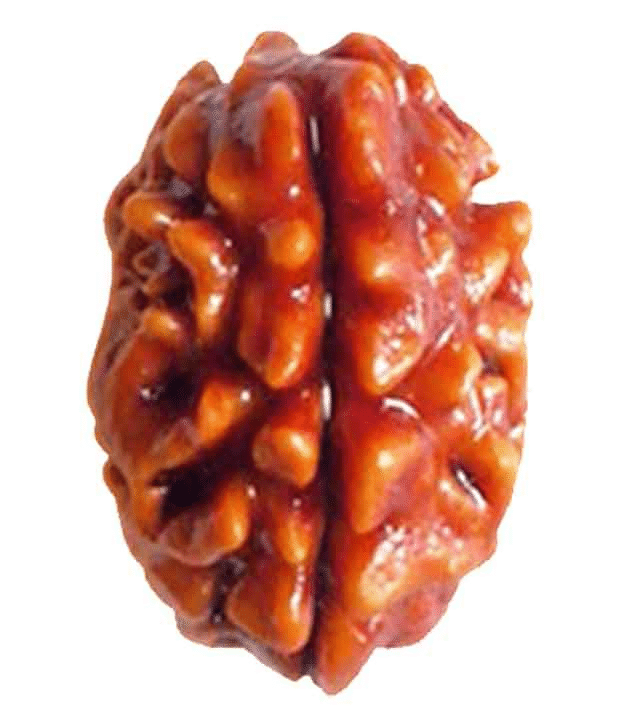     			DVR - 2 Mukhi Rudraksha Bead ( Pack of 1 )