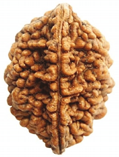    			DvR ClicK - 2 Mukhi Rudraksha Bead ( Pack of 1 )