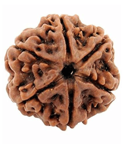     			DvR ClicK - 6 Mukhi Rudraksha Bead ( Pack of 1 )
