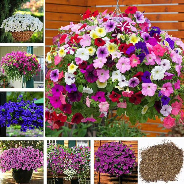 homeagro- Antrirhinum Flower Seeds (Pack of 50)