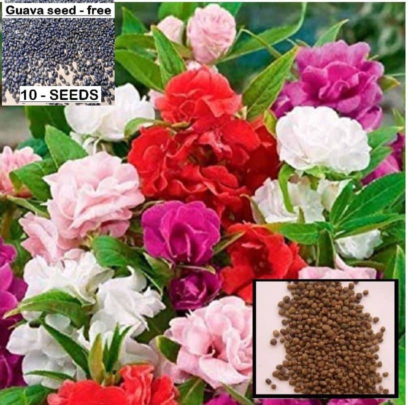 homeagro- Balsam Flower Seeds (Pack of 50)