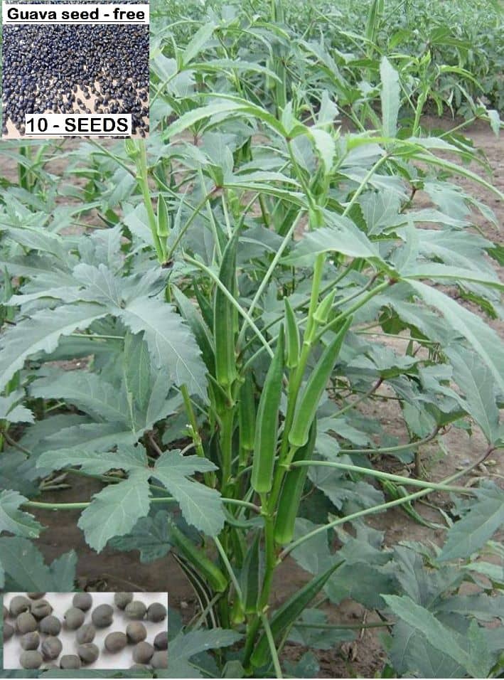 homeagro - Bhindi Vegetable ( 50 Seeds )