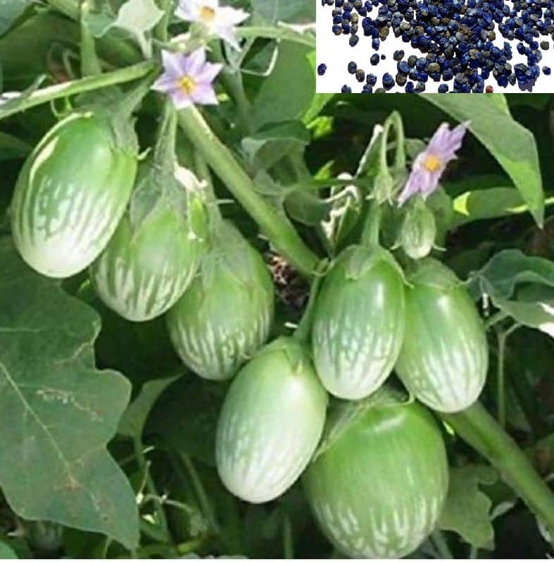 homeagro - Brinjal Vegetable ( 50 Seeds )
