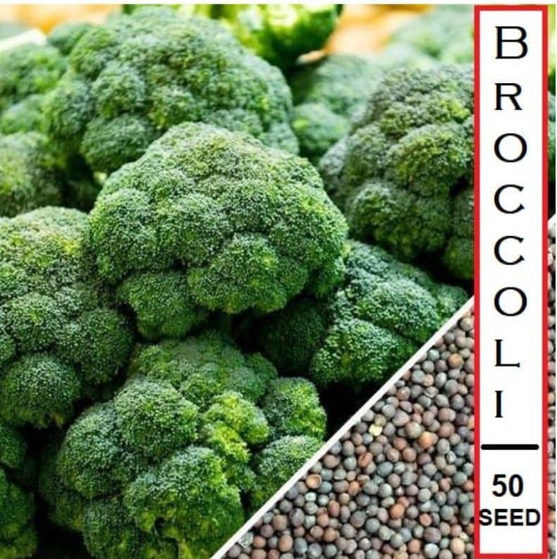 homeagro- Broccoli Vegetable Seeds (Pack of 25)