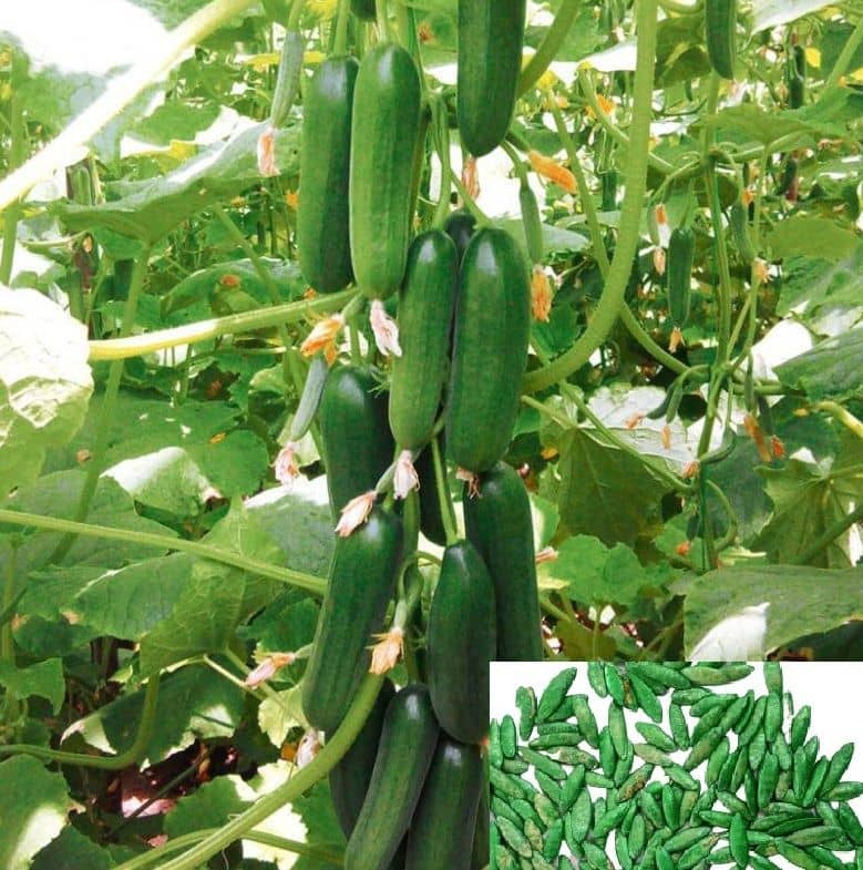 homeagro- Cucumber Vegetable Seeds (Pack of 50)