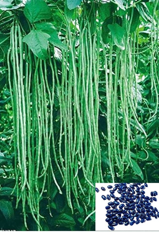 homeagro - French Bean Vegetable ( 50 Seeds )
