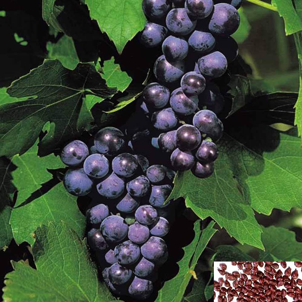     			homeagro- Grape Bonsai Fruit Seeds (Pack of 20)
