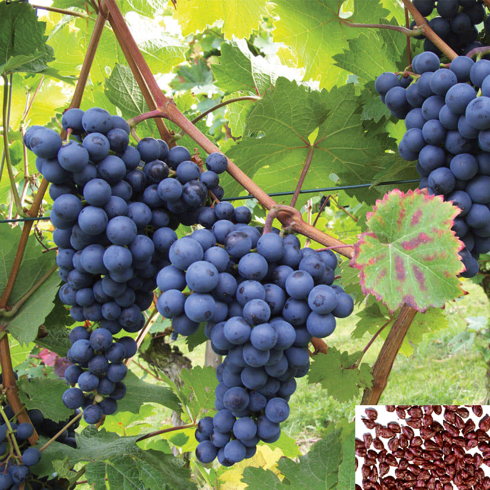 homeagro - Grapes Fruit ( 20 Seeds )