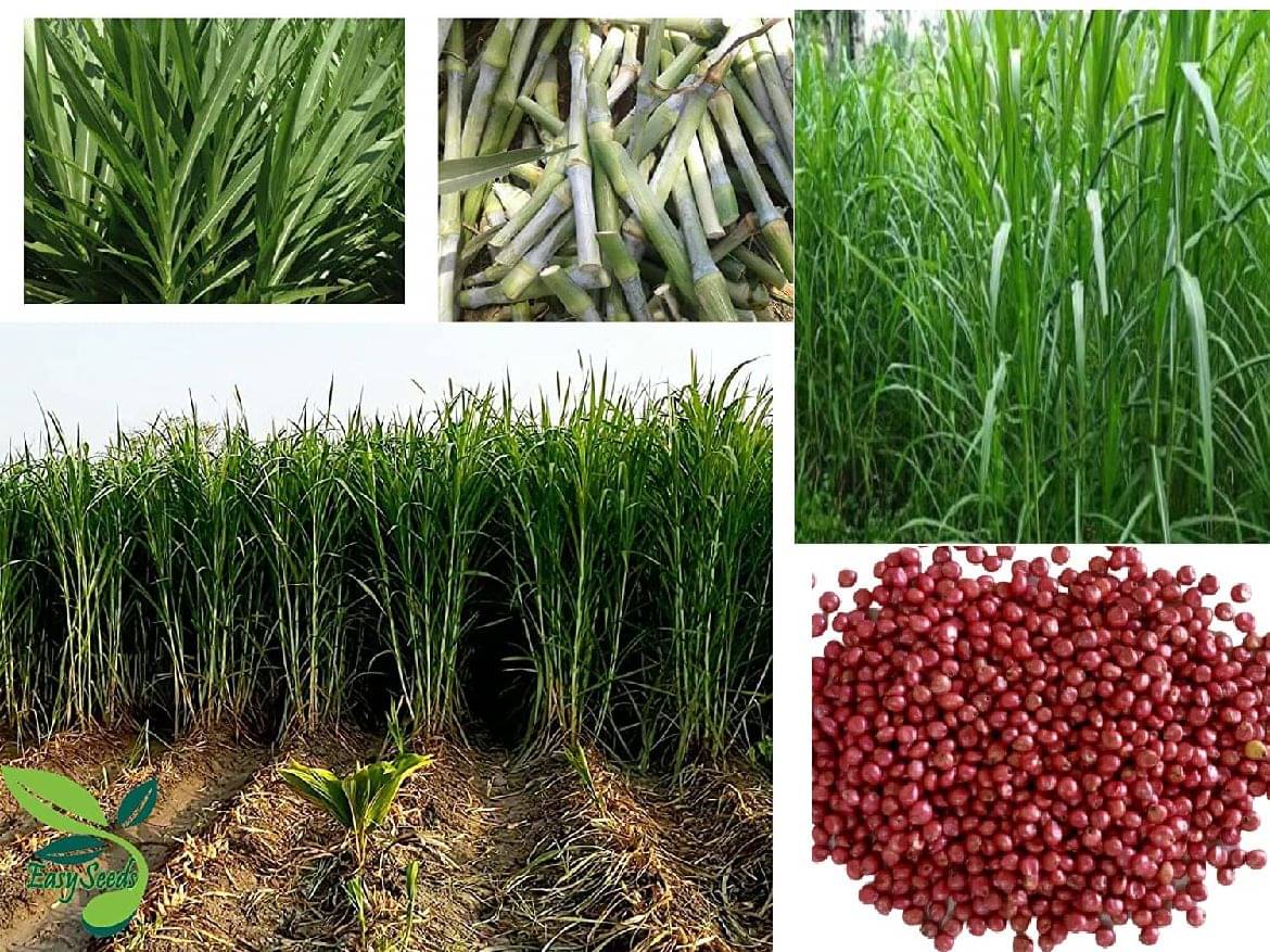     			homeagro- Grass Seeds (Pack of 3000)