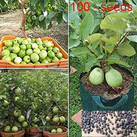 homeagro - Guava Fruit ( 100 Seeds )
