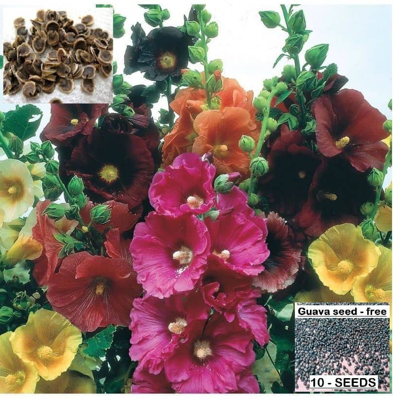 homeagro- Hollyhock Flower Seeds (Pack of 25)