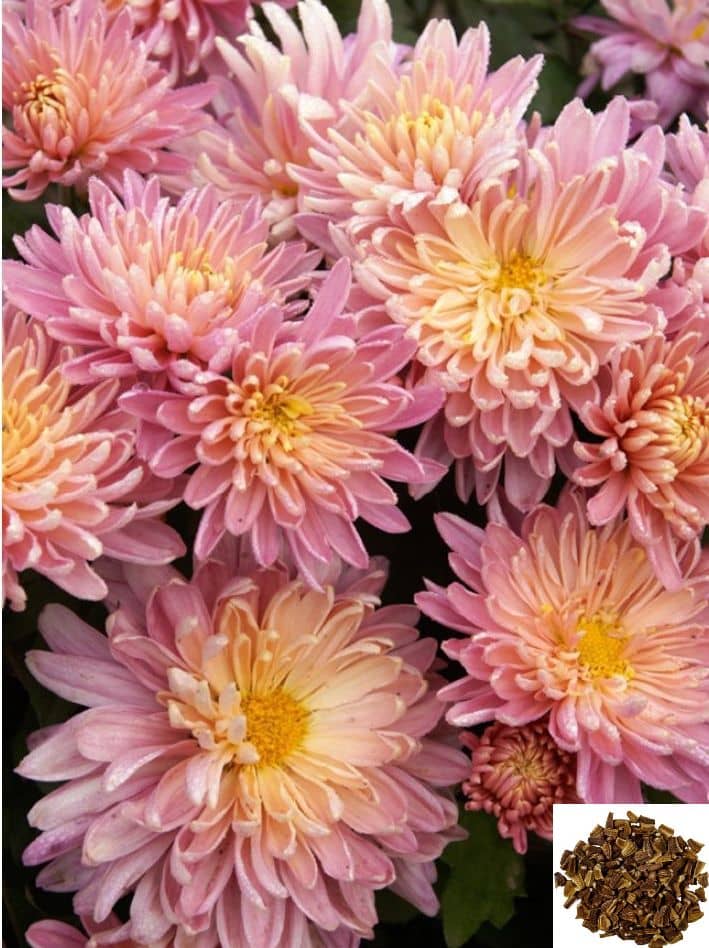 homeagro - Indian Chrysanthemum Mixed Flower ( 50 Seeds )