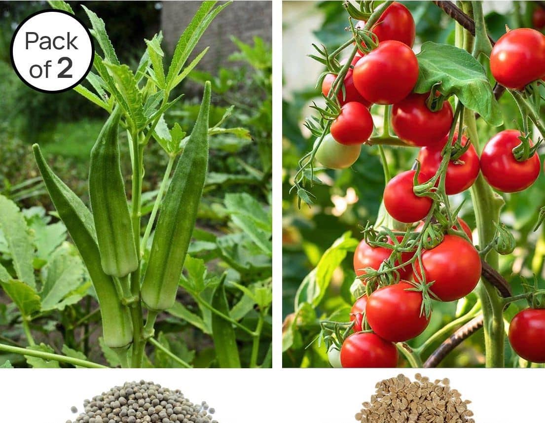 homeagro -Lady Finger & Tomato Vegetable Seeds ( Pack of 2 - 50 Seeds each )