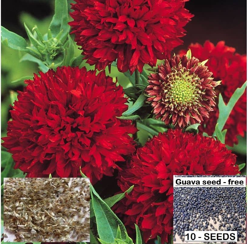 homeagro- Mixed Flower Seeds (Pack of 50)