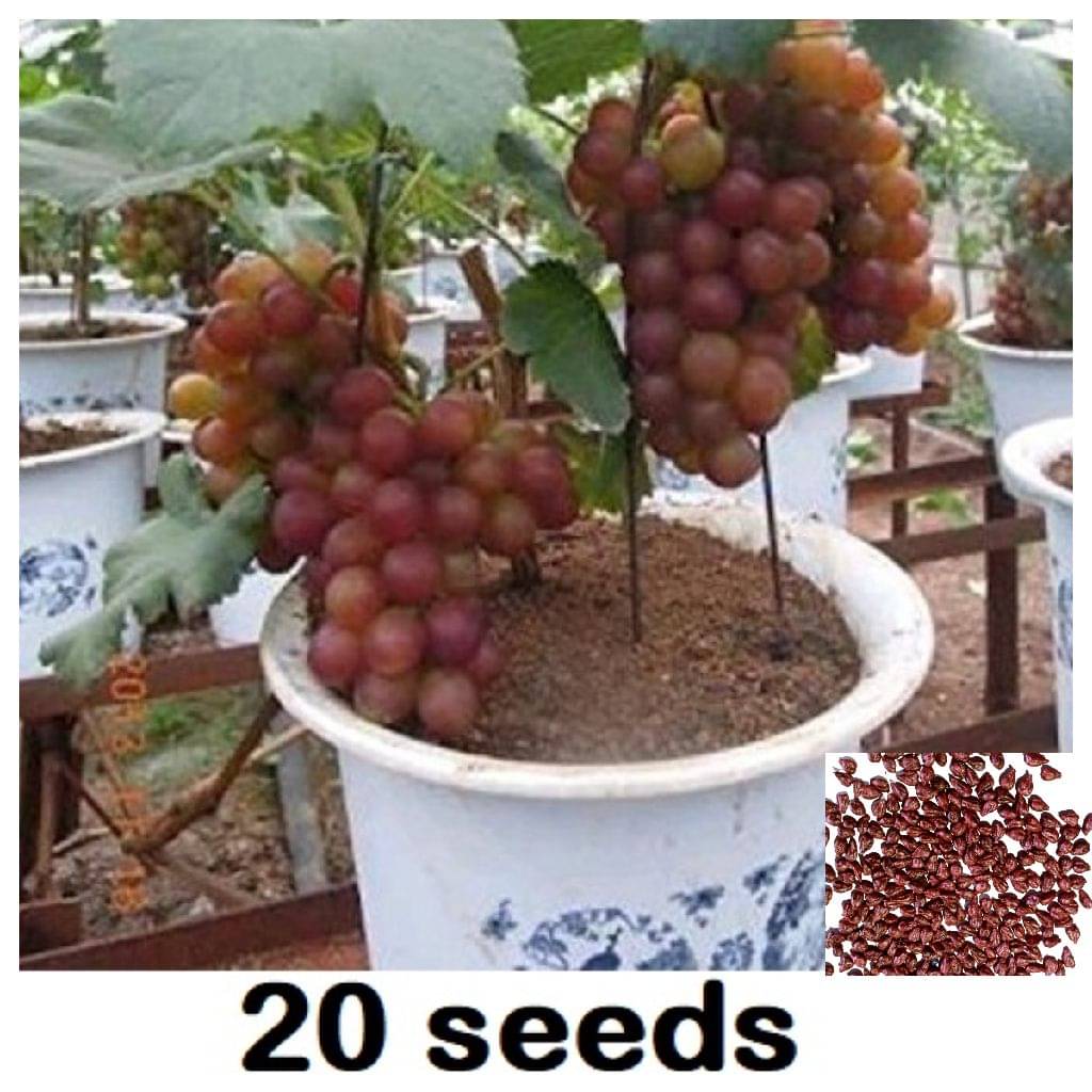     			homeagro- Mixed Grape Fruit Seeds (Pack of 15)