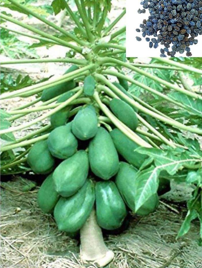     			homeagro - Papaya Fruit Seeds (Pack of 50)
