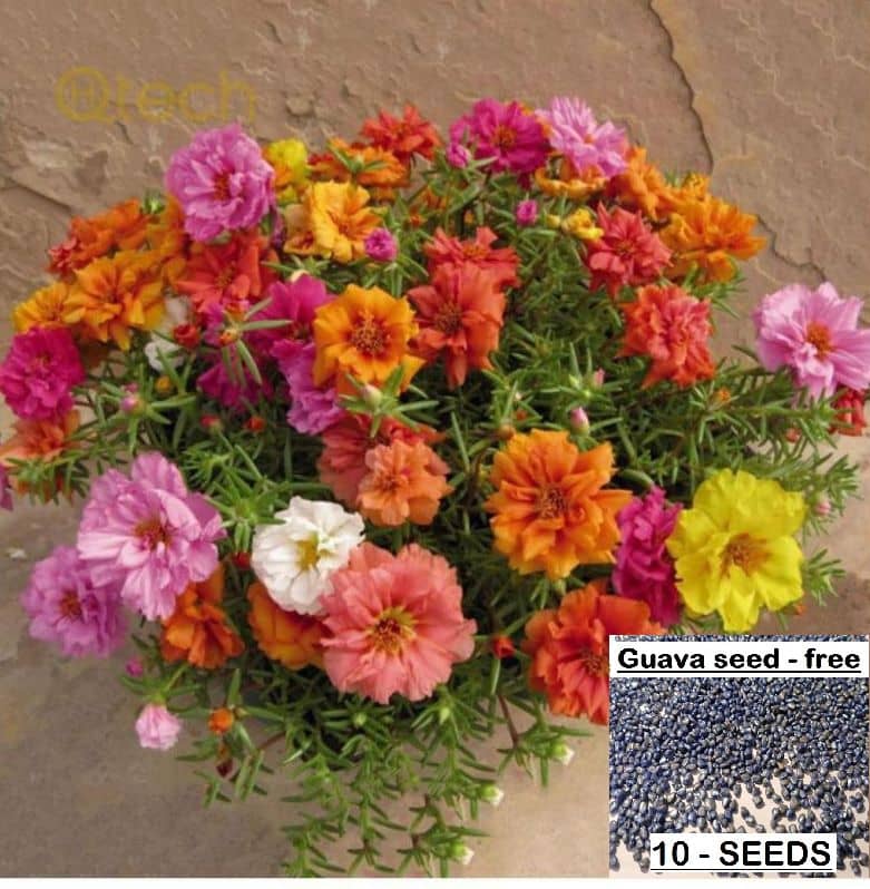 homeagro - Petunia Mixed Flower ( 50 Seeds )