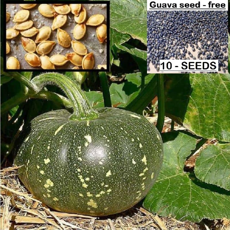 homeagro - Pumpkin Vegetable ( 10 Seeds )