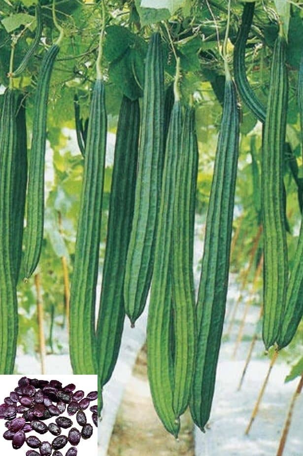 homeagro - Ridge Gourd Vegetable ( 20 Seeds )