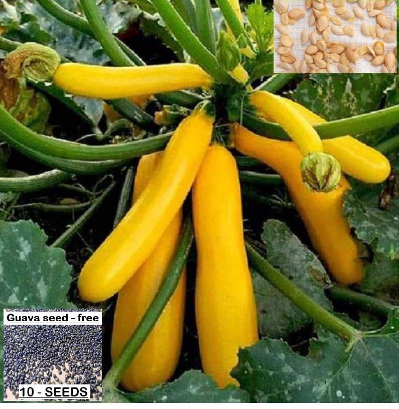 homeagro- Squash Golden Vegetable Seeds (Pack of 5)