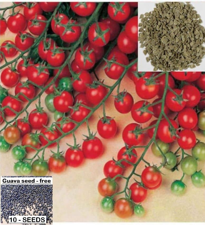 homeagro - Tomato Vegetable ( 50 Seeds )