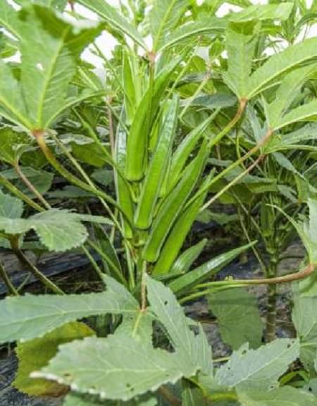 Recron Seeds - Bhindi Vegetable ( 50 Seeds ) Recron Seeds - Bhindi Vegetable ( 50 Seeds )
