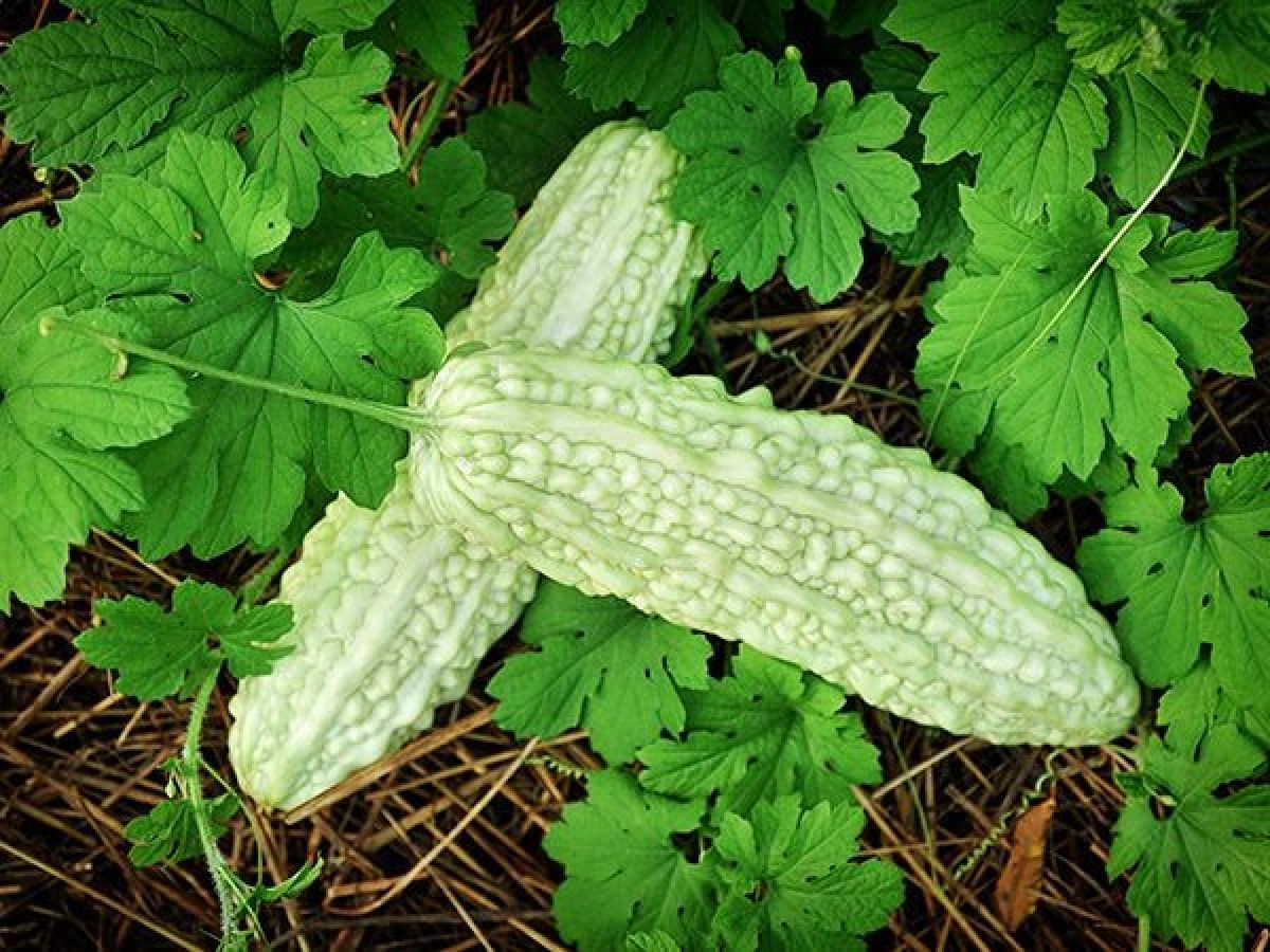 homeagro - Bitter Gourd Vegetable ( 20 Seeds )