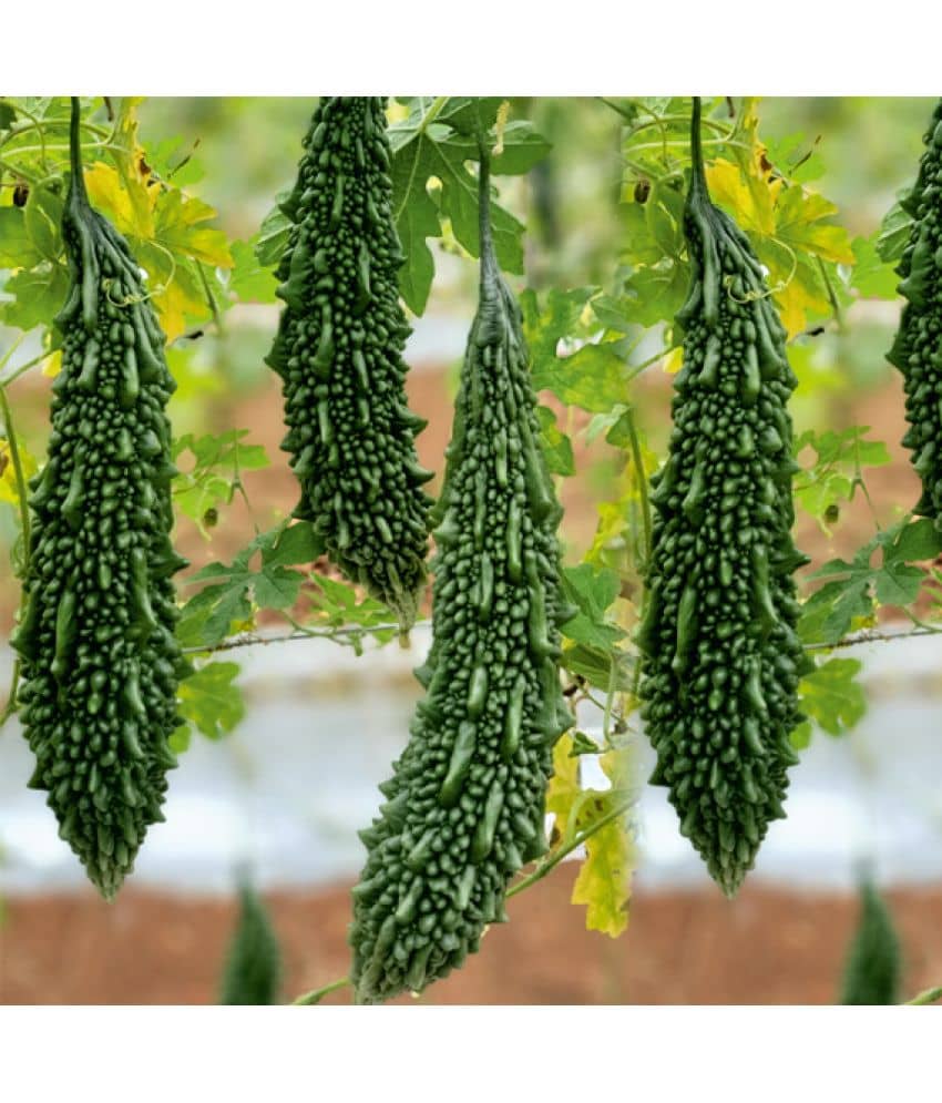 homeagro - Bitter Gourd Vegetable ( 20 Seeds )