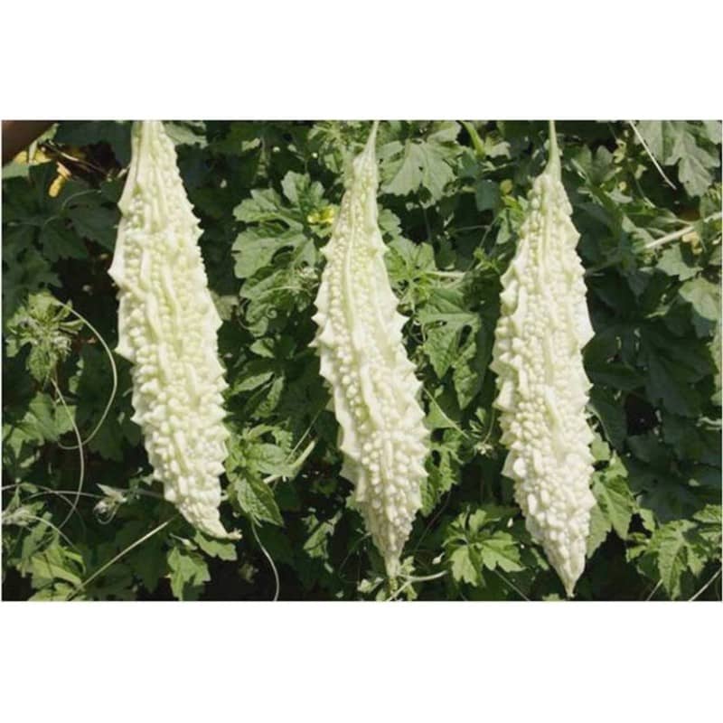 homeagro - Bitter Gourd Vegetable ( 20 Seeds )