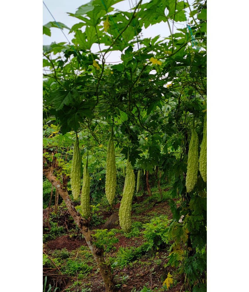 homeagro - Bitter Gourd Vegetable ( 20 Seeds )