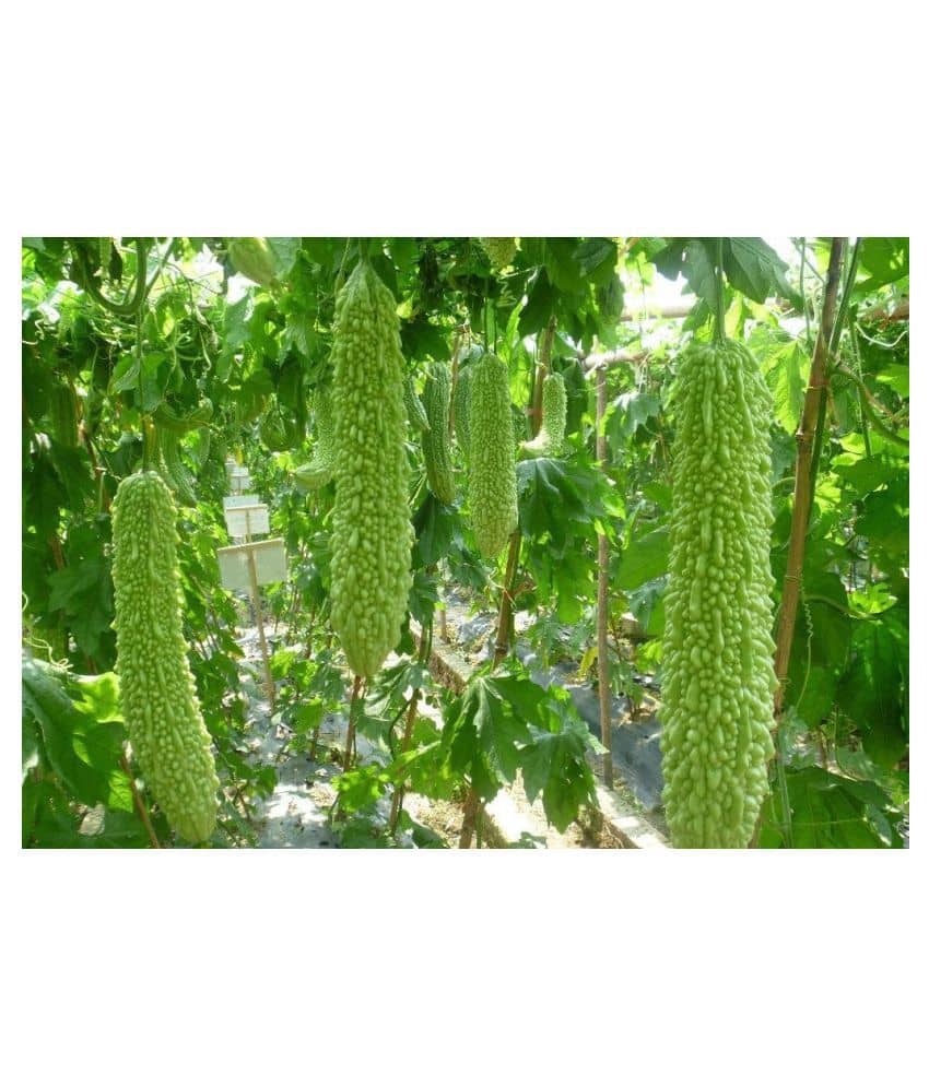 homeagro - Bitter Gourd Vegetable ( 20 Seeds )