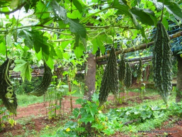 homeagro - Bitter Gourd Vegetable ( 20 Seeds )