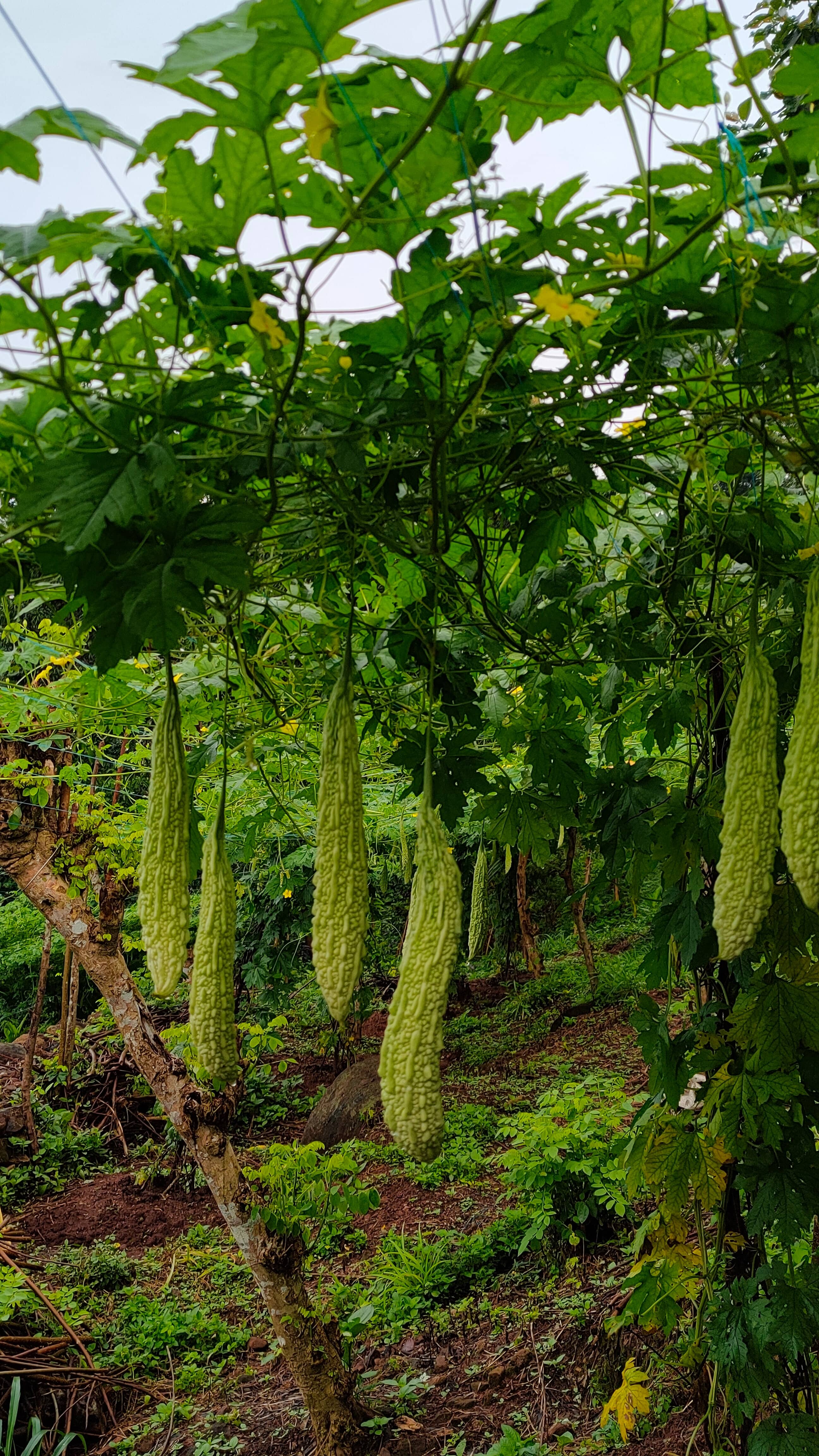 homeagro - Bitter Gourd Vegetable ( 20 Seeds )