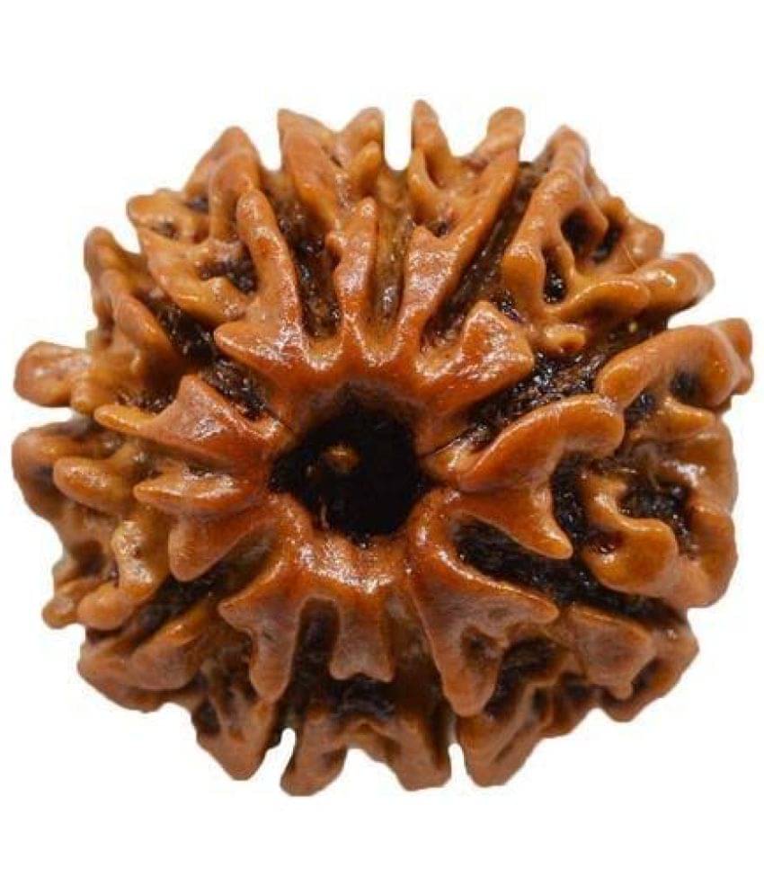 DvR ClicK - 10 Mukhi Rudraksha Pendant ( Pack of 1 ) DvR ClicK - 10 Mukhi Rudraksha Pendant ( Pack of 1 )