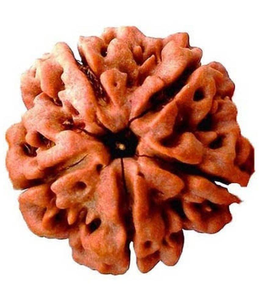    			DvR ClicK - 5 Mukhi Rudraksha Bead ( Pack of 1 )